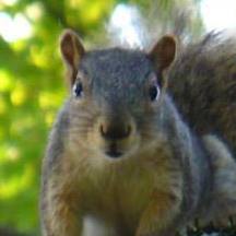 squirrel1